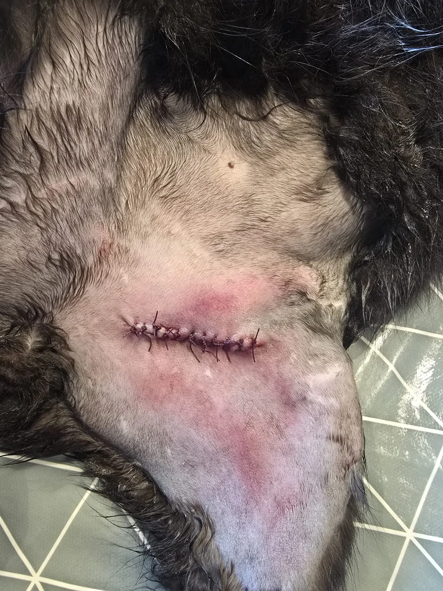 Erste Hilfe für Hunde: Was Sie tun können