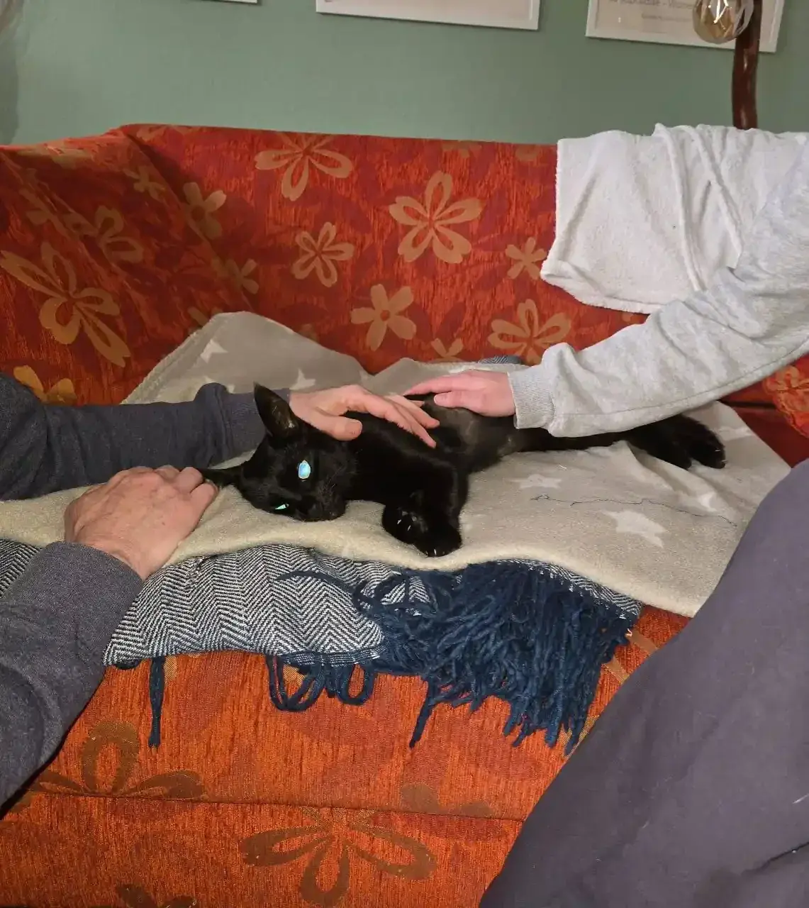 Euthanasie: ein sensibler Teil meines tierärztlichen Alltags, Tierarzt Siyamed Mala Ali