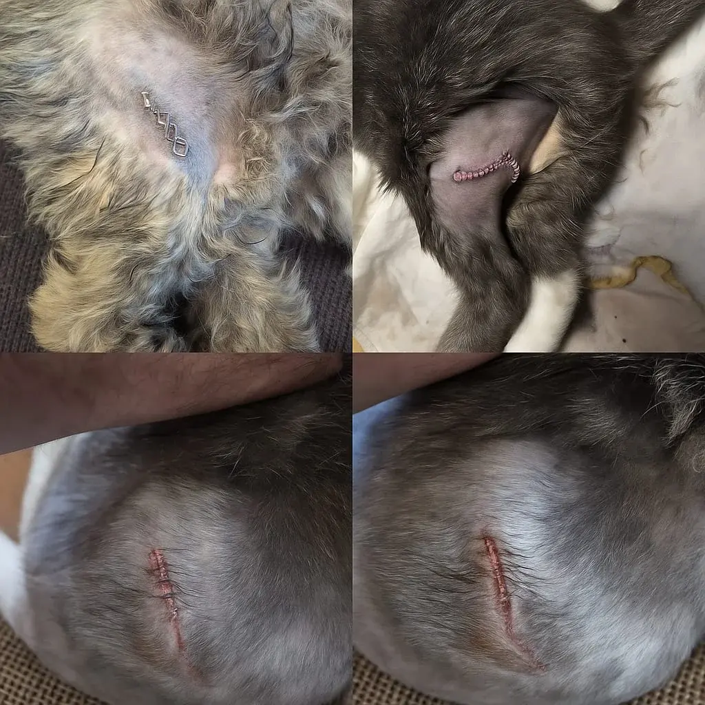 Schnittverletzungen: ein aktueller Notfall aus unserem mobilen Tiernotdienst Hamburg VetCar 24