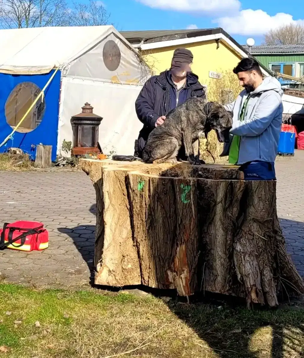 Warum eine mobile Tiernotdienstpraxis besser ist | VetCar 24 Hamburg Tierarzt Notdienst heute